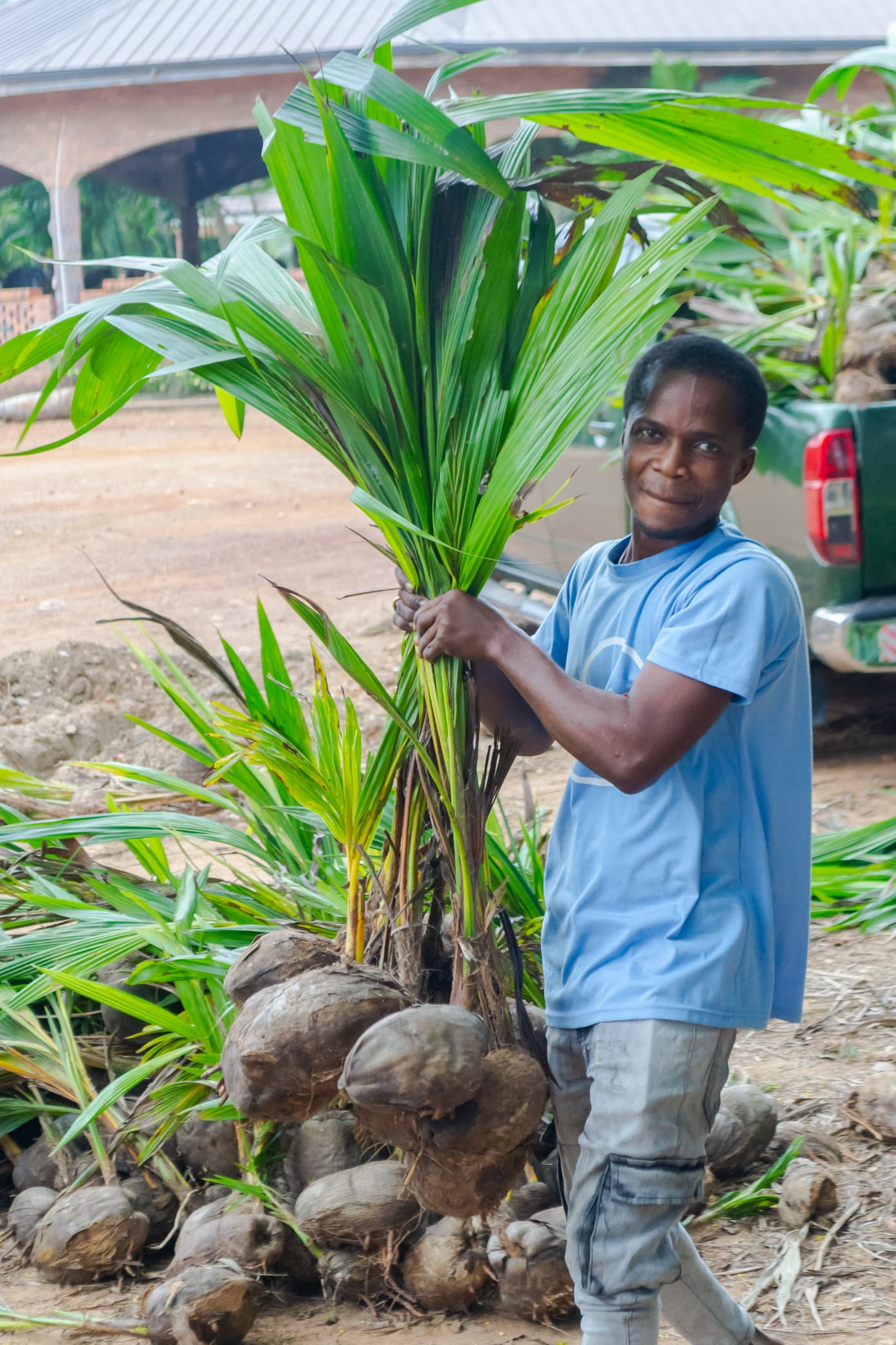 Ekumfi MP distributes 35,000 Coconut Seedlings to Constituents in bold drive against Climate Change and Poverty