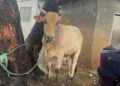 La Dadekotopon MP Rita Odoley Sowah donates Cattle to Muslim Communities for Eid