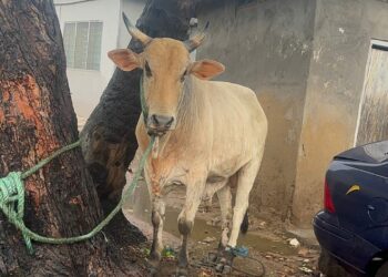 La Dadekotopon MP Rita Odoley Sowah donates Cattle to Muslim Communities for Eid