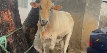 La Dadekotopon MP Rita Odoley Sowah donates Cattle to Muslim Communities for Eid