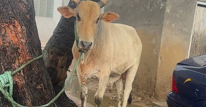 La Dadekotopon MP Rita Odoley Sowah donates Cattle to Muslim Communities for Eid
