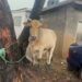 La Dadekotopon MP Rita Odoley Sowah donates Cattle to Muslim Communities for Eid