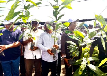 Volta-Oti Regions MPs engage Cocoa Farmers in push for Value Addition, Cocoa Revival