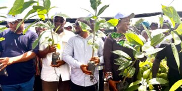 Volta-Oti Regions MPs engage Cocoa Farmers in push for Value Addition, Cocoa Revival
