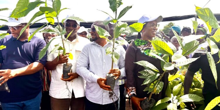 Volta-Oti Regions MPs engage Cocoa Farmers in push for Value Addition, Cocoa Revival