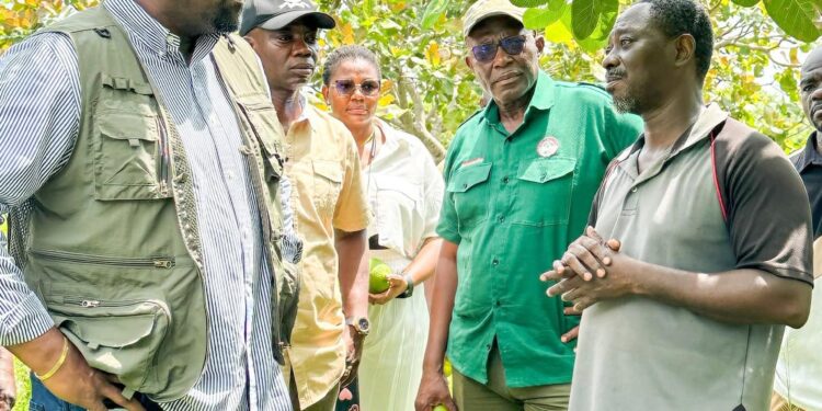 Kpando MP taps into Gov’t Flagship Projects to expand Farms, Create Jobs for Youth
