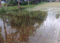 Flood Devastates Vegetable Farms in Ketu South, Farmers Count Losses