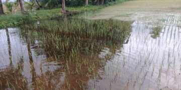 Flood Devastates Vegetable Farms in Ketu South, Farmers Count Losses