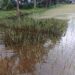 Flood Devastates Vegetable Farms in Ketu South, Farmers Count Losses